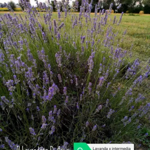 Lavanda intermedia ‘Grey Edge’ – Lavanda perenne dai fiori profumati e foglie grigio-argento