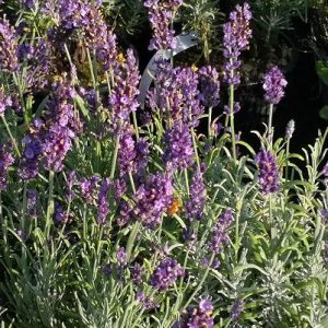 Lavanda angustifolia ‘Anne’ – Lavanda vera dai fiori blu intenso profumati e rifiorenti