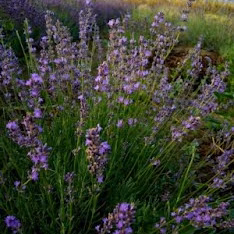 Lavanda angustifolia ‘Cedar Blue’ – Lavanda vera dai fiori lilla profumati e rifiorenti